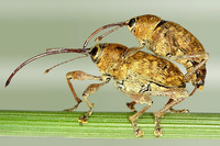 Curculio glandium