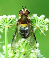 Leucozona glaucia