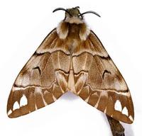 Endromis versicolora - Kentish Glory