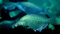 Hyperprosopon argenteum, Walleye surfperch: fisheries, gamefish