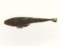 Platycephalus caeruleopunctatus, Blue-spotted flathead: