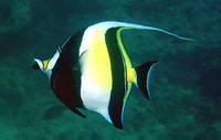 Zanclus cornutus, Moorish idol: fisheries, aquarium