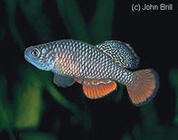 Nothobranchius kirki, Redfin notho: aquarium