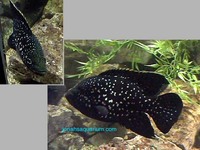 Paratilapia polleni, : aquarium