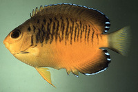 Centropyge shepardi, Mango angelfish: aquarium