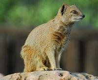 Image of: Cynictis penicillata (yellow mongoose)