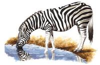 Image of: Equus burchellii (Burchell's zebra)