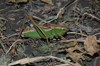 Bicolorana kuntzeni