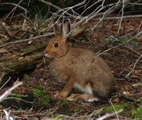 Image of: Lepus americanus (snowshoe hare)