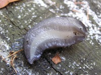 Limax cinereoniger