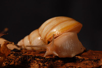 Achatina iredalei