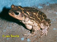 Bufo peltocephalus