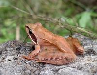 Rana dalmatina - Agile Frog