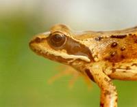 Rana temporaria - European Common Frog