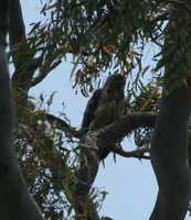 Circus assimilis - Spotted Harrier