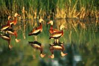 Dendrocygna autumnalis - Black-bellied Whistling-Duck