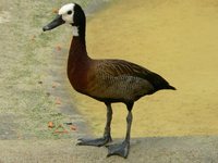 Dendrocygna viduata - White-faced Whistling-Duck