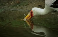 Mycteria ibis - Yellow-billed Stork