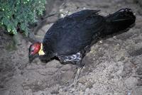 Alectura lathami - Australian Brush-turkey