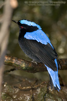 Irena puella - Asian Fairy Bluebird