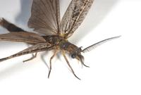 Image of: Chauliodes
