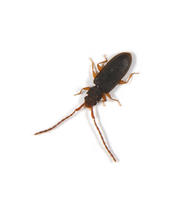 Image of: Cucujidae (flat bark beetles)