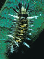 Image of: Euchaetes egle (milkweed tussock moth)