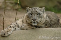 Uncia uncia - Snow Leopard