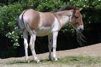 Equus kiang - Kiang