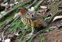 Image of: Bambusicola thoracicus (Chinese bamboo partridge)