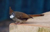 Image of: Criniger pallidus (puff-throated bulbul)