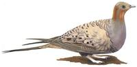 Image of: Syrrhaptes paradoxus (Pallas's sandgrouse)