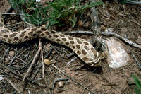 Image of: Heterodon nasicus (western hog-nosed snake)