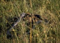 Image of: Naja melanoleuca (forest cobra)