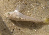 Echiichthys vipera - Lesser Weever