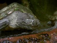 Graptemys geographica - Common Map Turtle