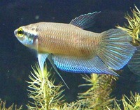 betta pugnax.most peninsular malaysia.