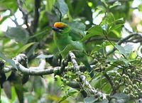 Flame-fronted Barbet - Megalaima armillaris