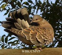 Oriental Turtle Dove - Streptopelia orientalis
