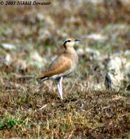 Cream-coloured Courser - Cursorius cursor