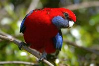 Crimson Rosella