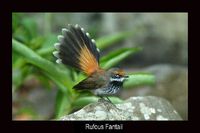 Rufous Fantail