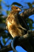 Whistling kite