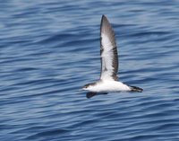 Audubon's Shearwater - Puffinus lherminieri