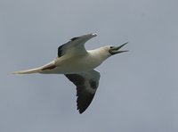 Red-footed Booby - Sula sula