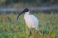 Black-headed Ibis - Threskiornis melanocephalus