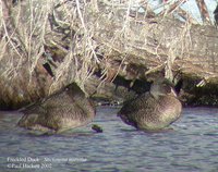 Freckled Duck - Stictonetta naevosa