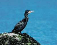 European Shag (Phalacrocorax aristotelis) photo