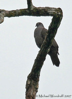 Dusky Pigeon - Patagioenas goodsoni