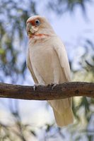 Long-billed Corella - Cacatua tenuirostris